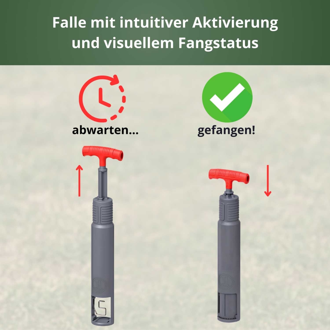 Wühlmausfalle V1 in aktiven und gefangenen Zustand, intuitive Aktivierung und sichtbare Rückmeldung Wühlmausfalle V1 in aktiven und gefangenen Zustand, intuitive Aktivierung und sichtbare Rückmeldung